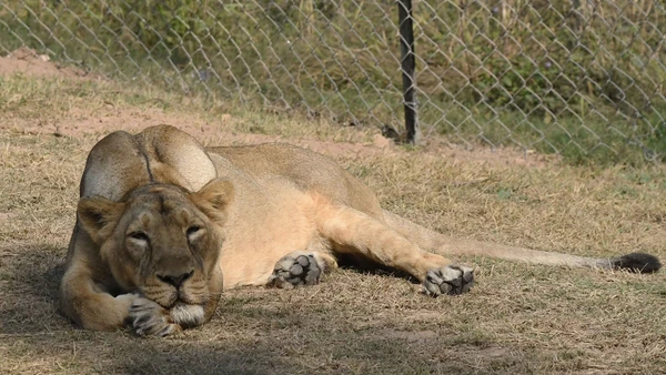 Safari at Chhatbir Zoo (Mahendra Chaudhary Zoological Park), a day trip from Hotel The Black Gold Chandigarh